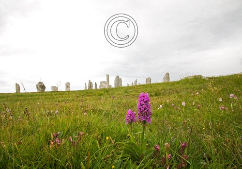 Callanish Stones and Orchids DM1295